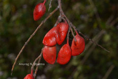 Connarus paniculatus